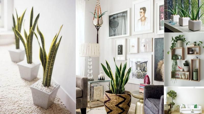 decorate with plants