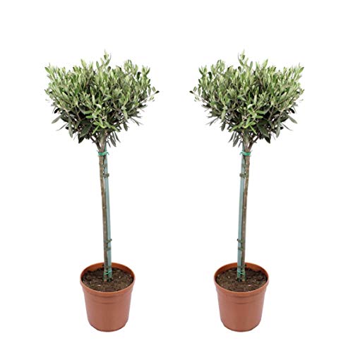 Botanicly Houseplants - 2 × Olive Tree - Height: 90 cm - Olea Europeae