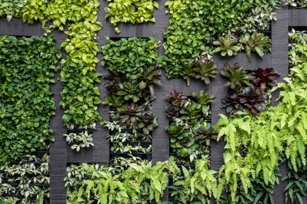 decorate exterior walls with vertical garden