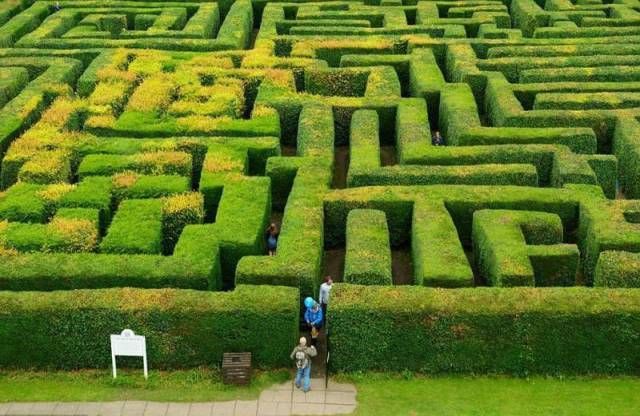 labyrinth-hedge