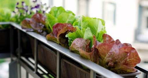 Balcony-vegetables-little-effort-and-a-lot-satisfaction 6