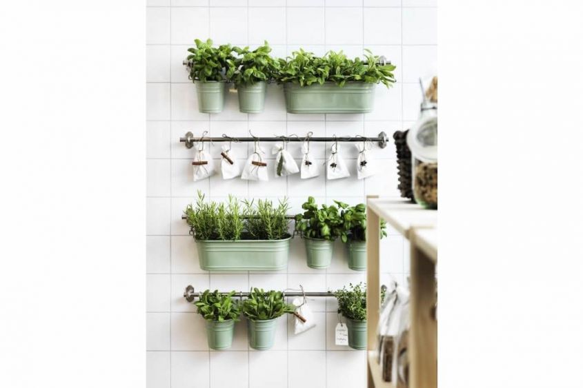 Wall with aromatic plants