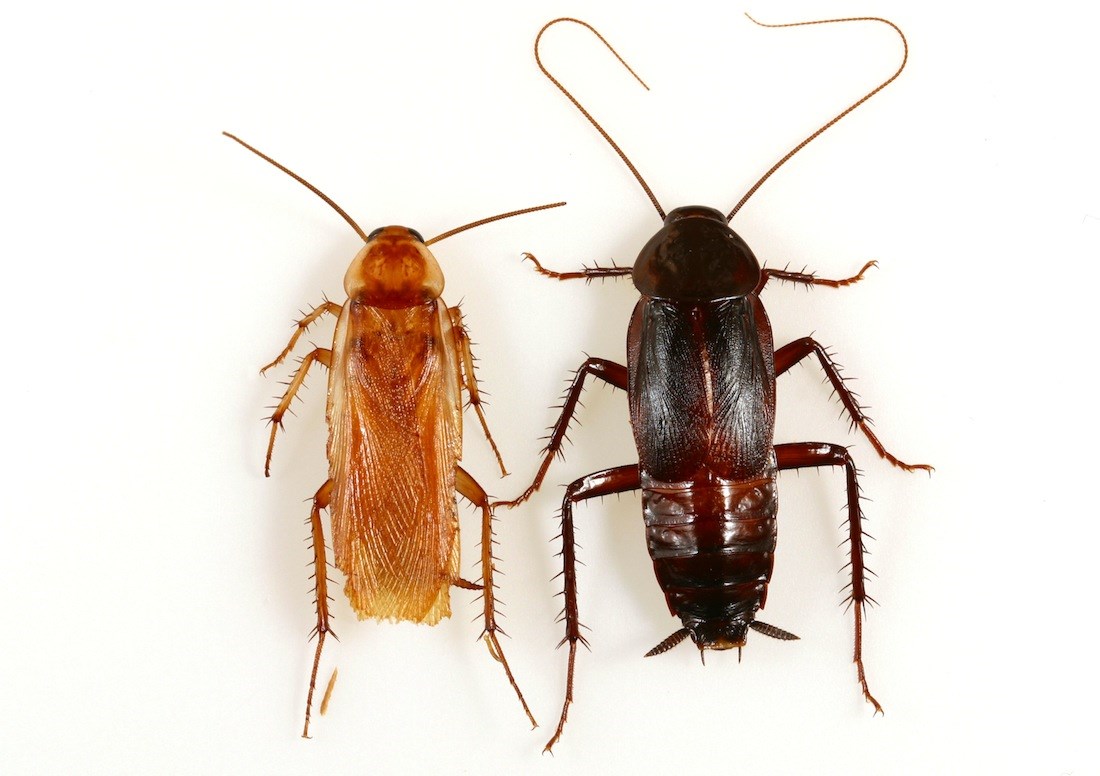 do-disinfestation-american-cockroach-2