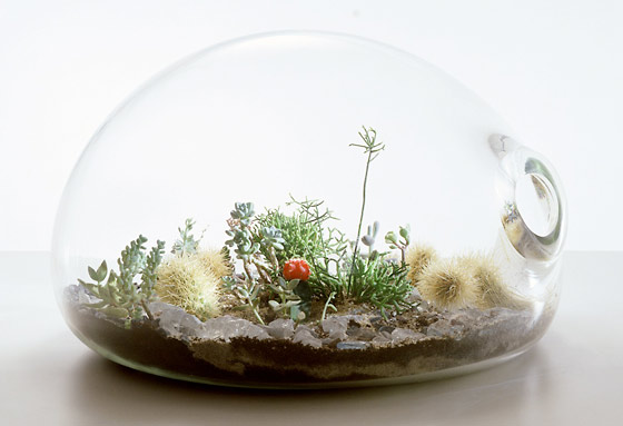 garden under glass