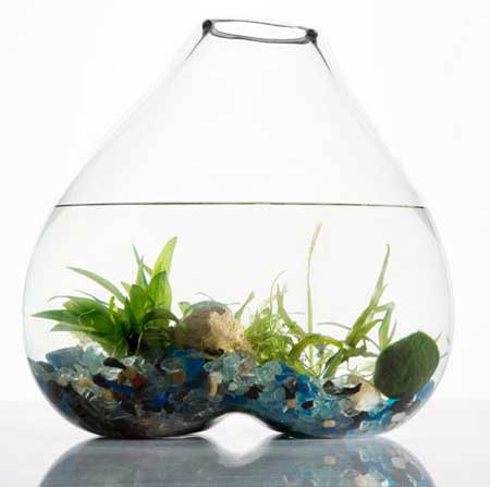 water garden under glass