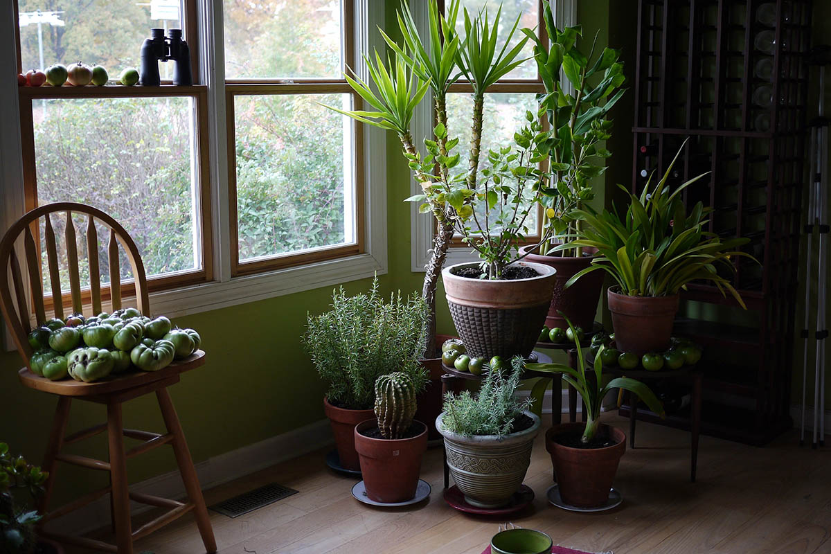 Houseplants & amp;  Tomatoes IN!