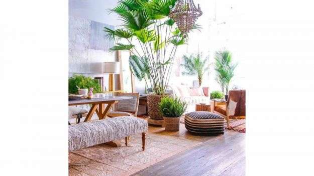 Ideas for decorating with plants