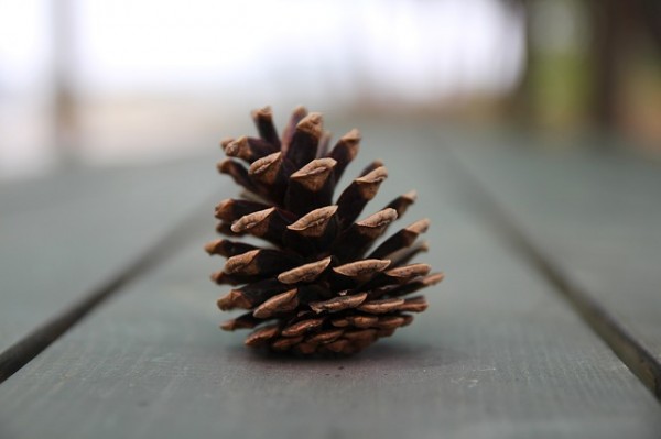 pine cone