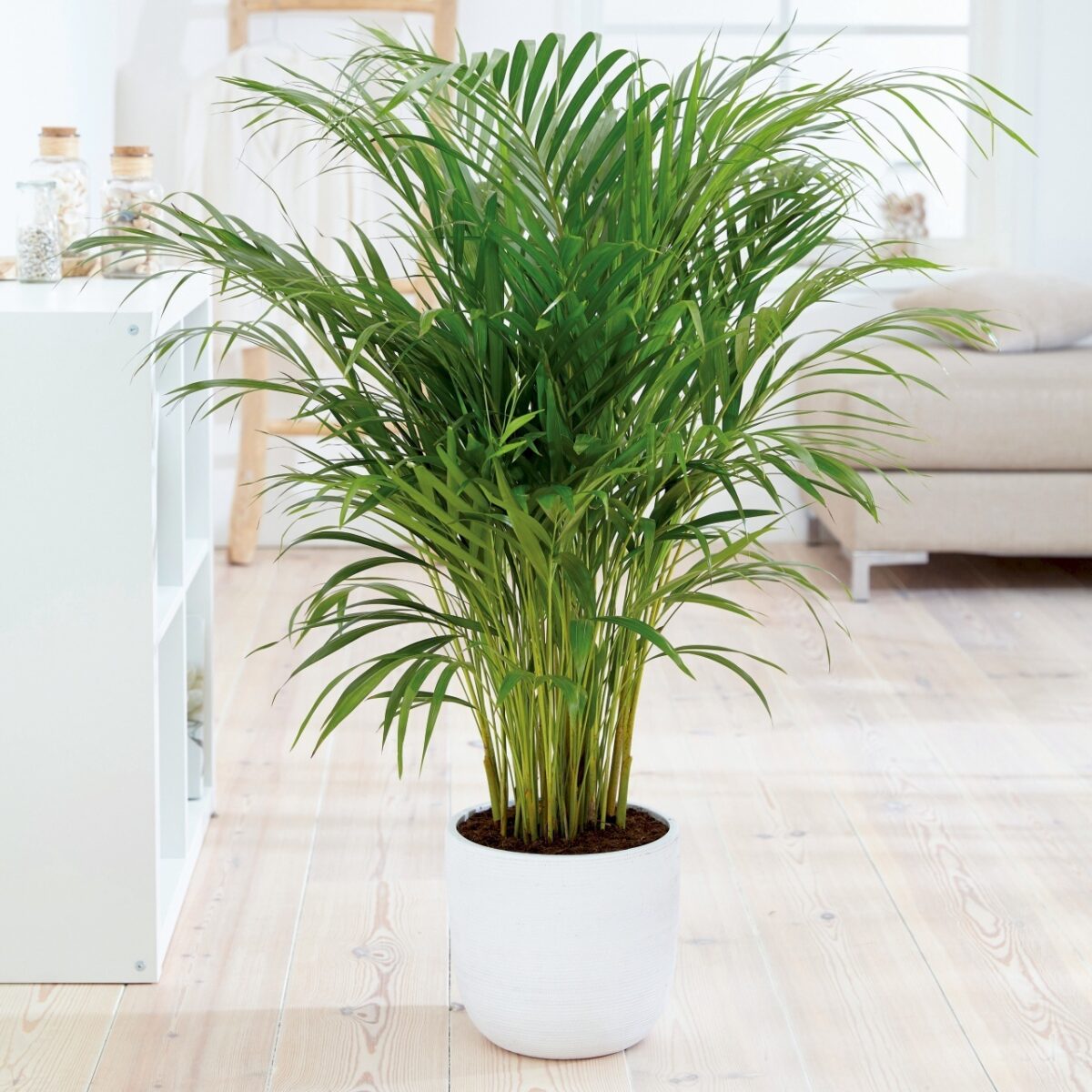 apartment-plants-for-summer-1