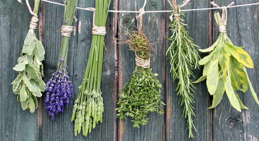 Herbs hanging on a thread of rope