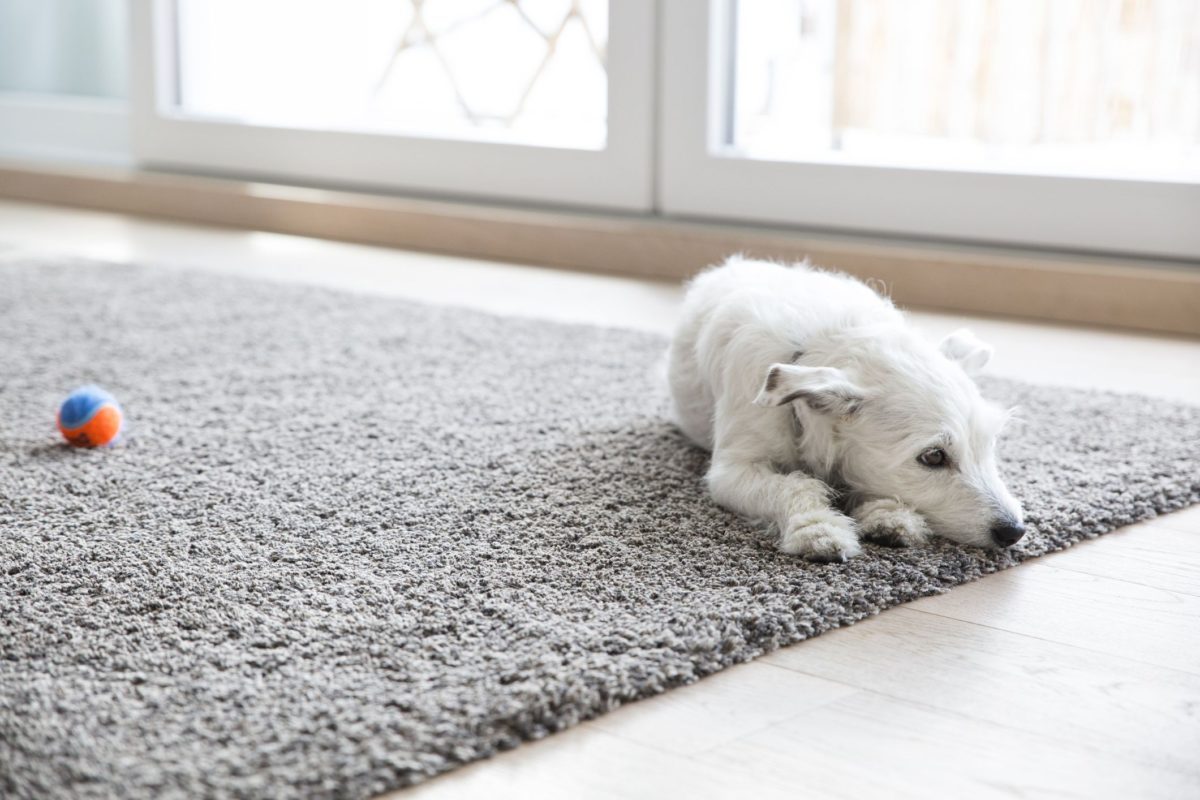 Diy Carpet Cleaner Solution Unique How to Clean Carpet Best Way to Get Stains Out of Carpet