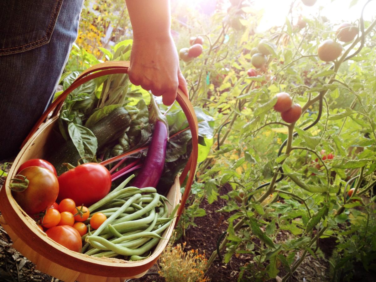 vegetable-garden-products