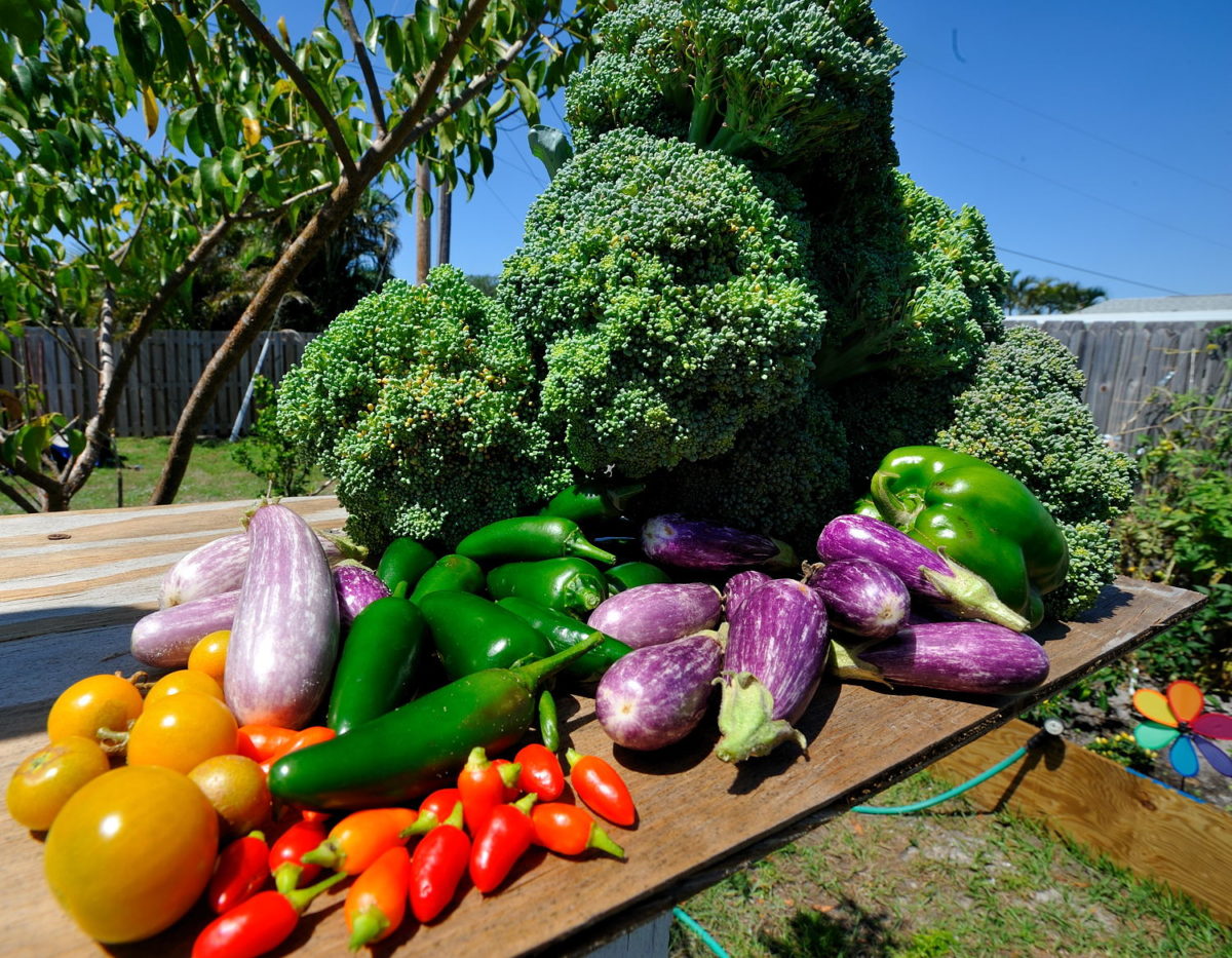 garden-in-garden-vegetables