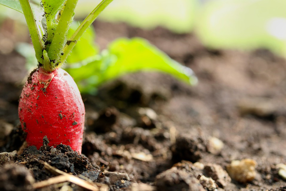 vegetable garden