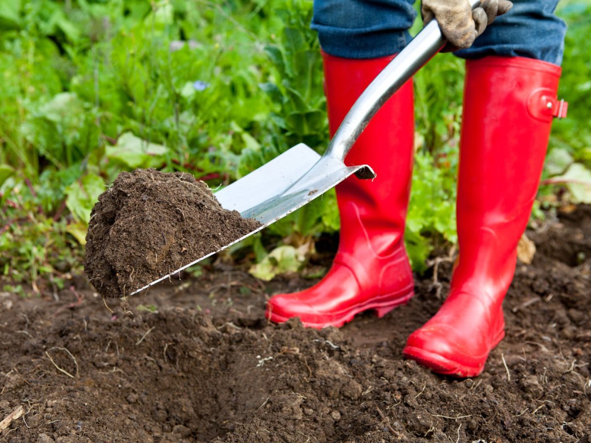 vegetable-garden-hoeing