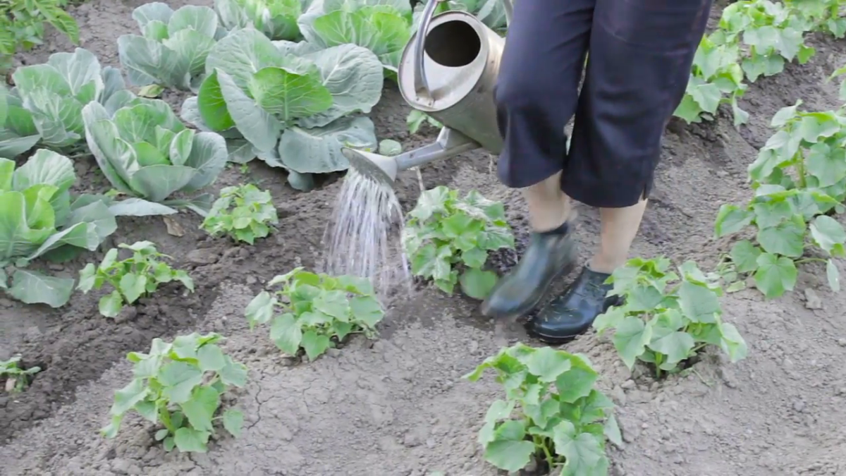 vegetable garden-in-garden-irrigation-watering can