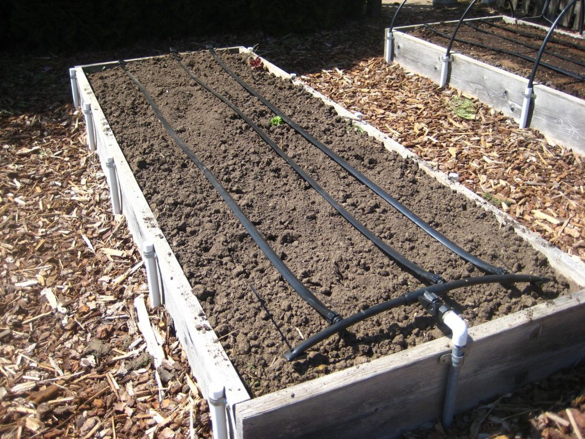 vegetable garden-in-garden-irrigation