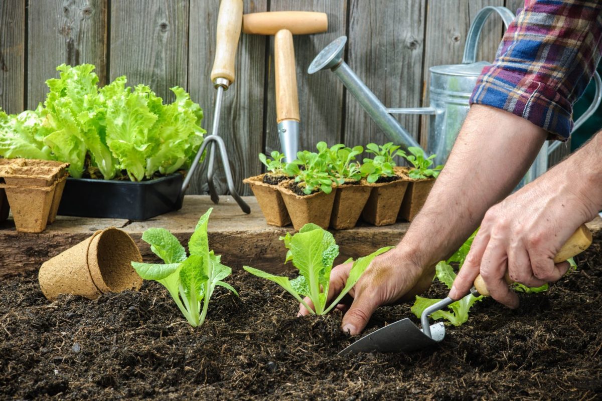 vegetable-garden-harvest-garden