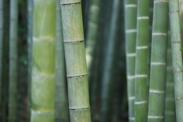 parquet-bamboo-1