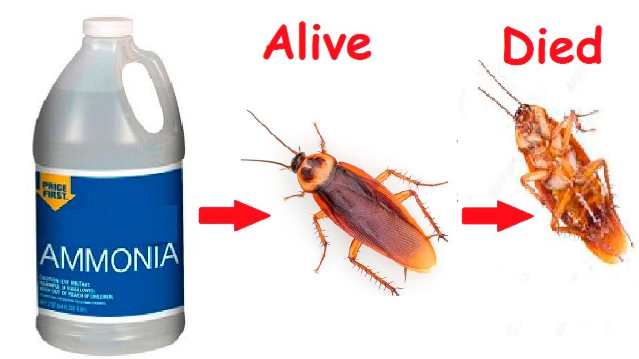 How do I get rid of roaches permanently?