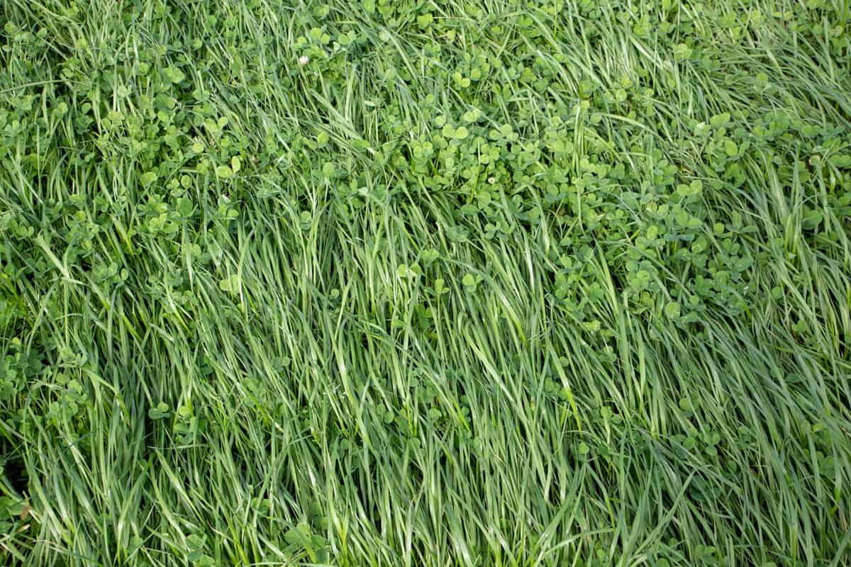 how-many-acres-will-50-pounds-of-ryegrass-cover