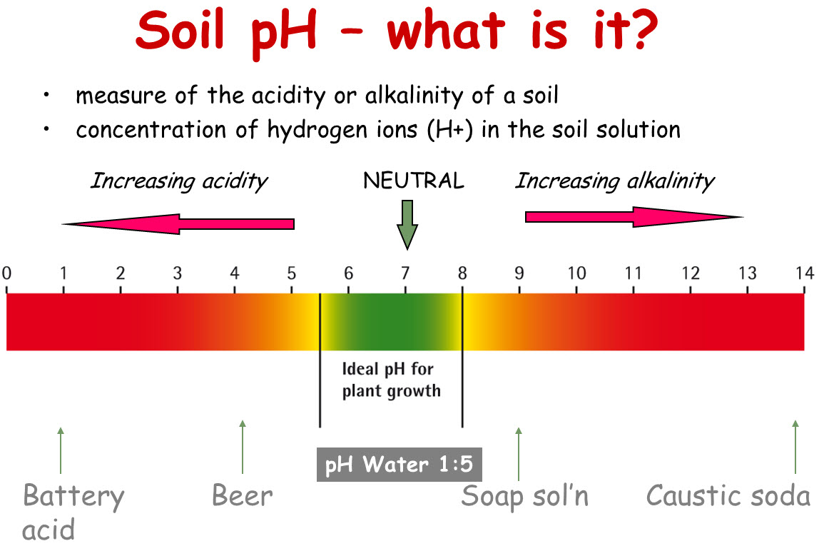 What Raises The PH Of Soil 