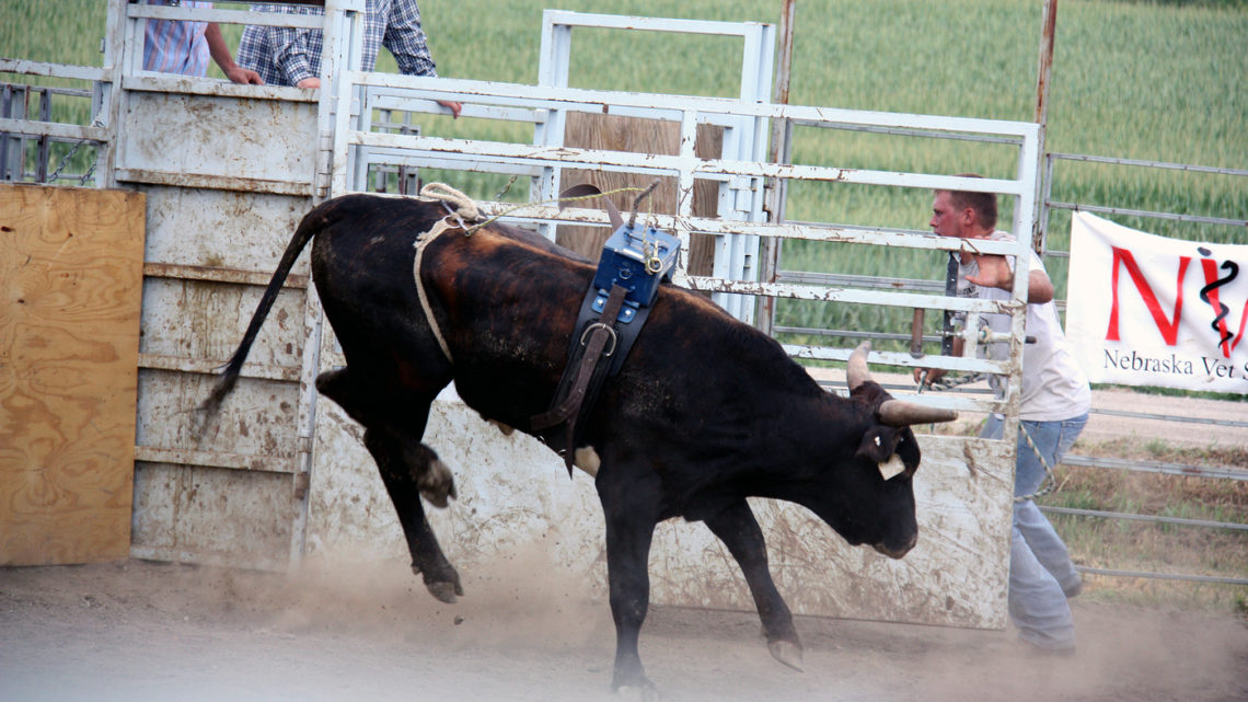 Why do bull riders rub the rope?
