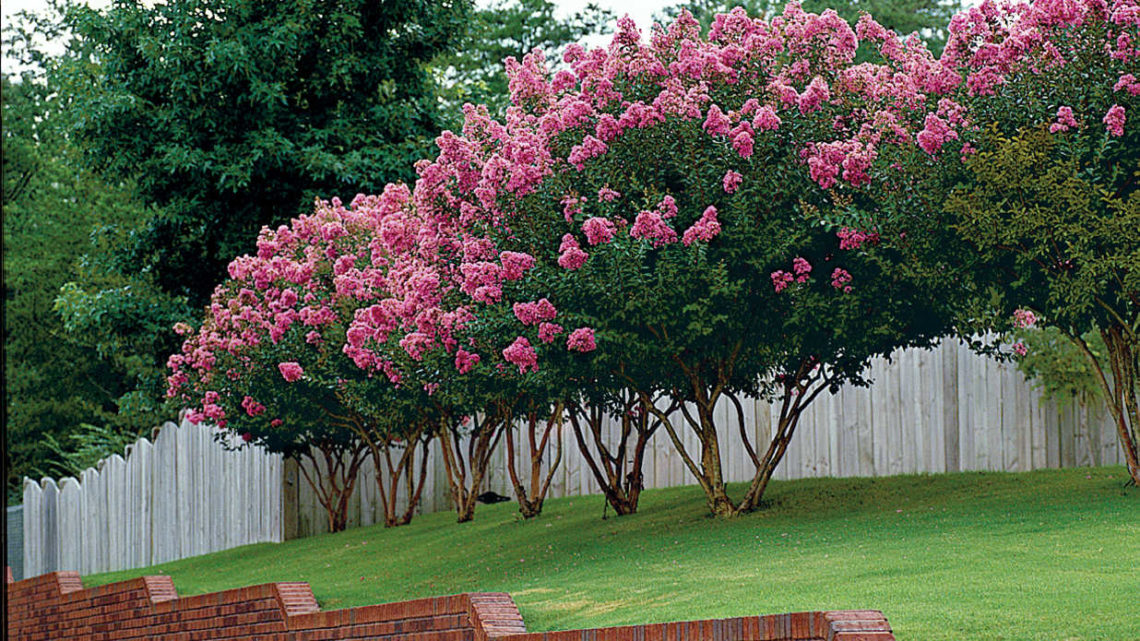 Mastering The Art Of Pruning: When Do You Trim Crepe Myrtles?