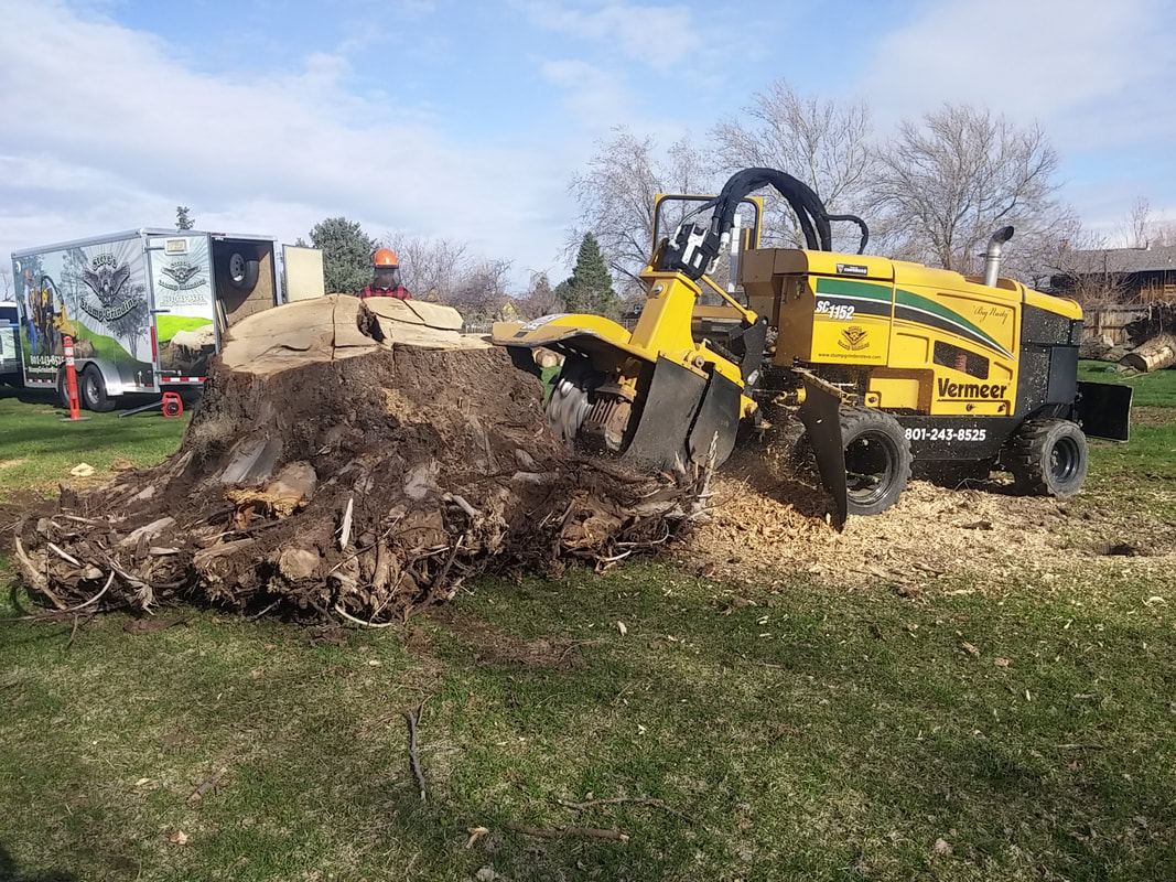 why-stump-grinding-is-an-important-part-of-tree-removal