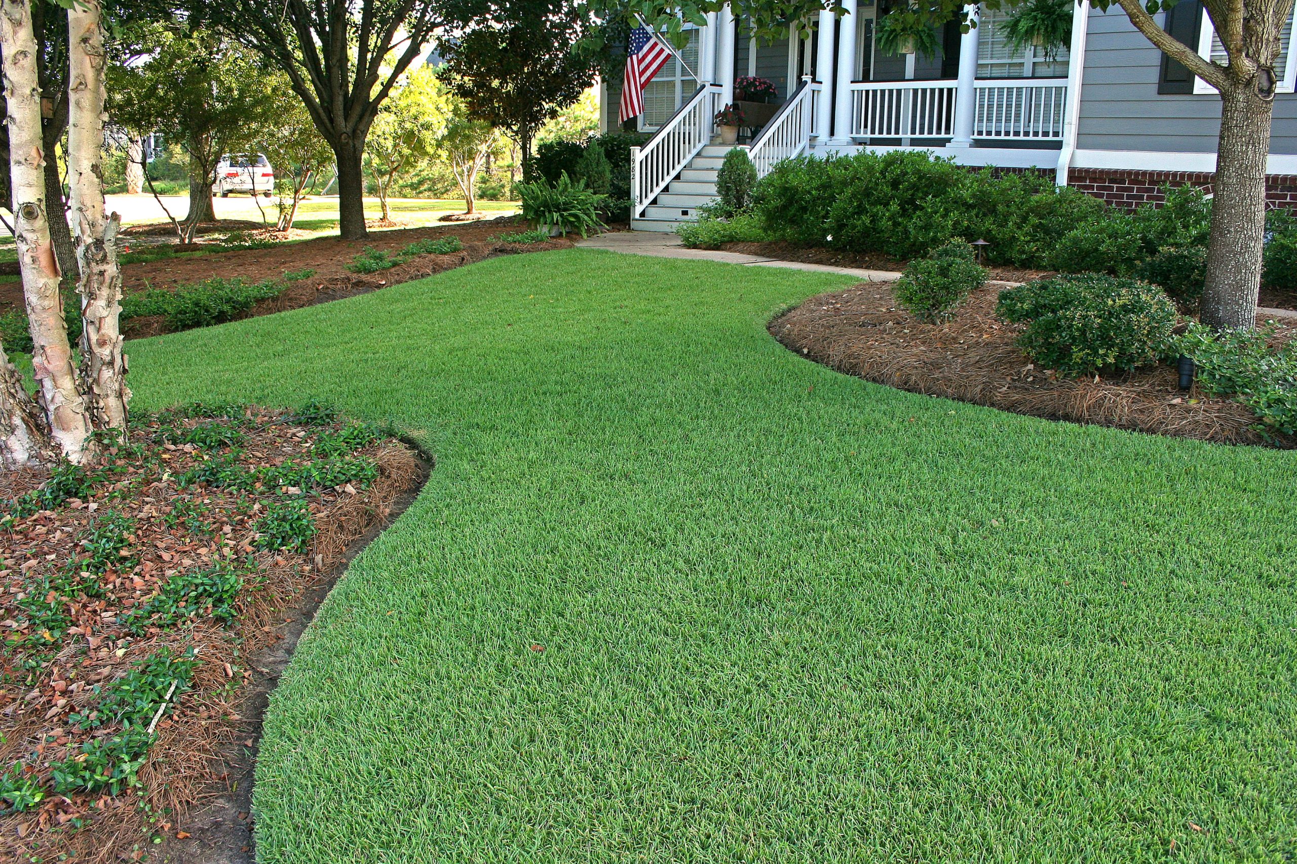 What is the best type of Zoysia?